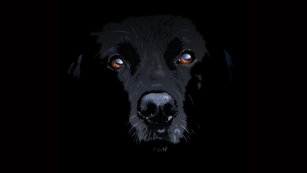 Чёрная собака в темноте