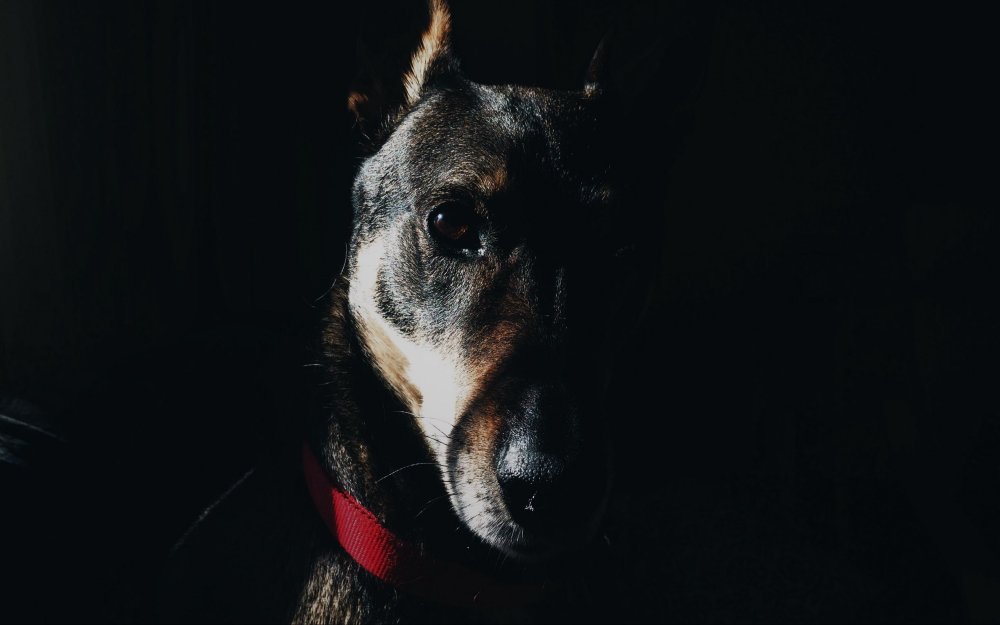 Обои собака Гриша