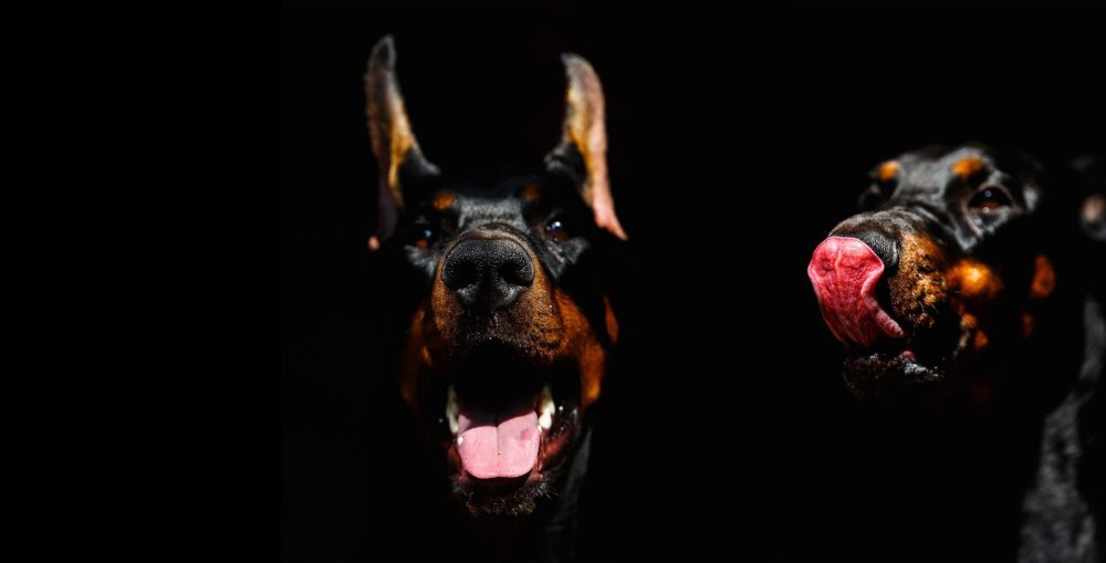 Собака Доберман злой