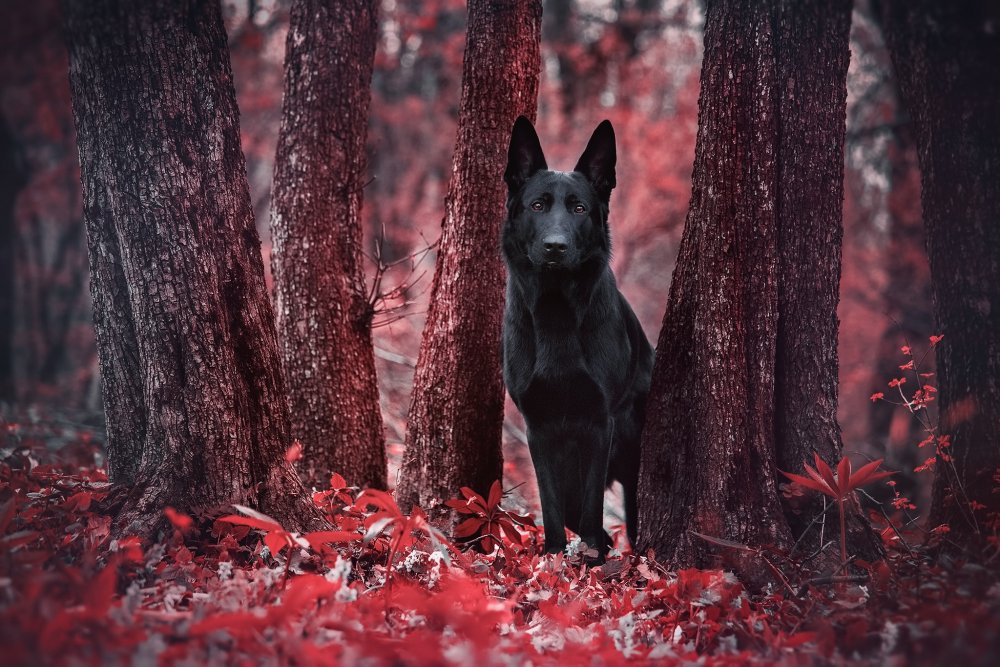 Чёрная немецкая овчарка в лесу