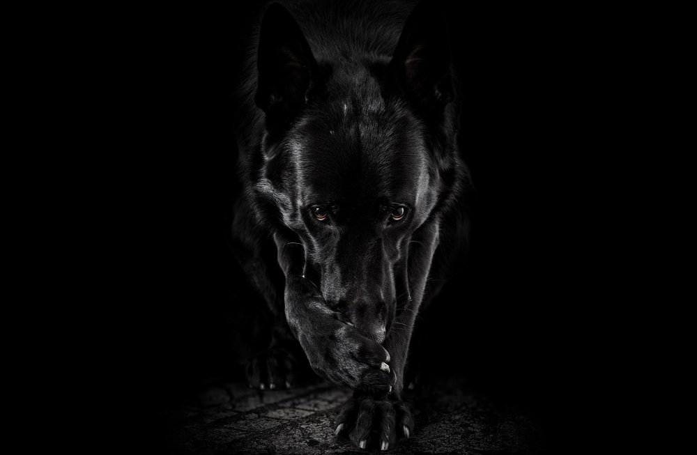 Черная собака на черном фоне