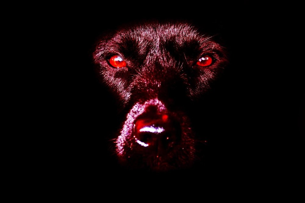 Собака с пксными глазами