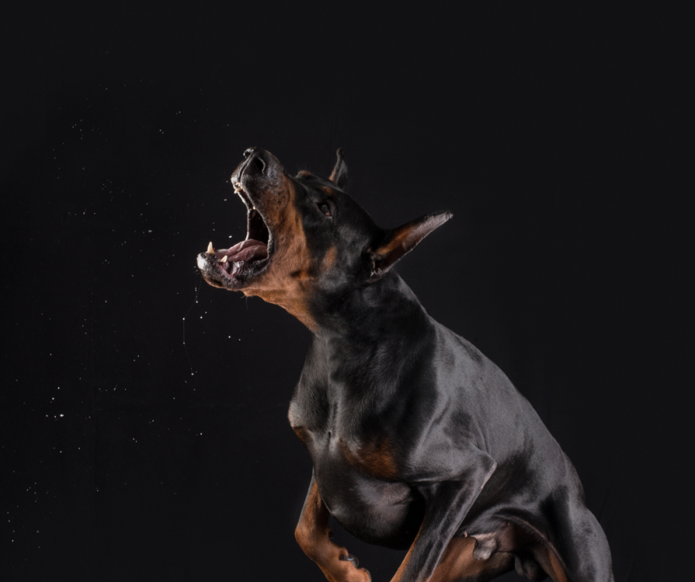 Оскаленный Доберман