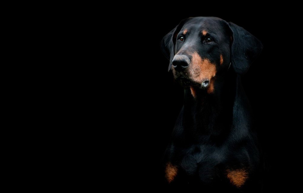 Доберман на черном фоне