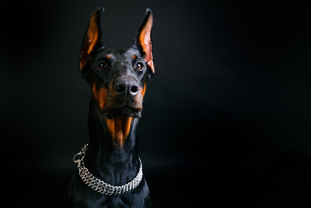 Доберман с купированными ушами