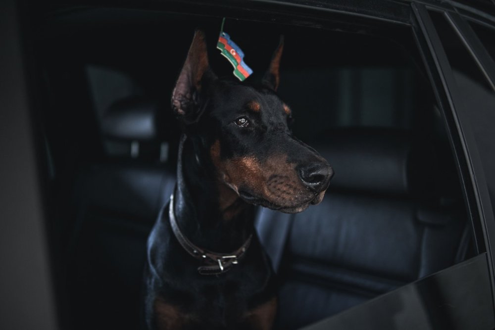 Доберман Эстетика