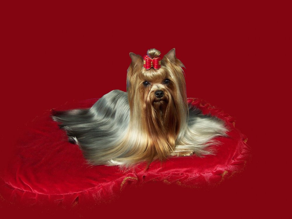 Собака на Красном фоне