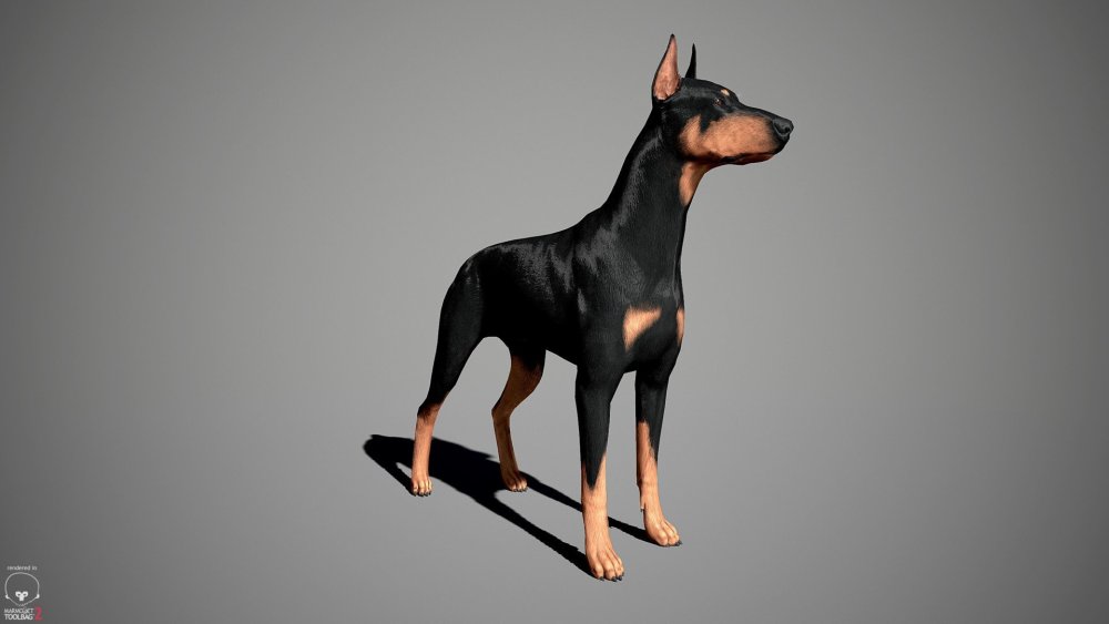 Доберманы один сидит и два стоят на чёрном фоне