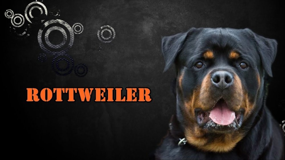 Злая собака