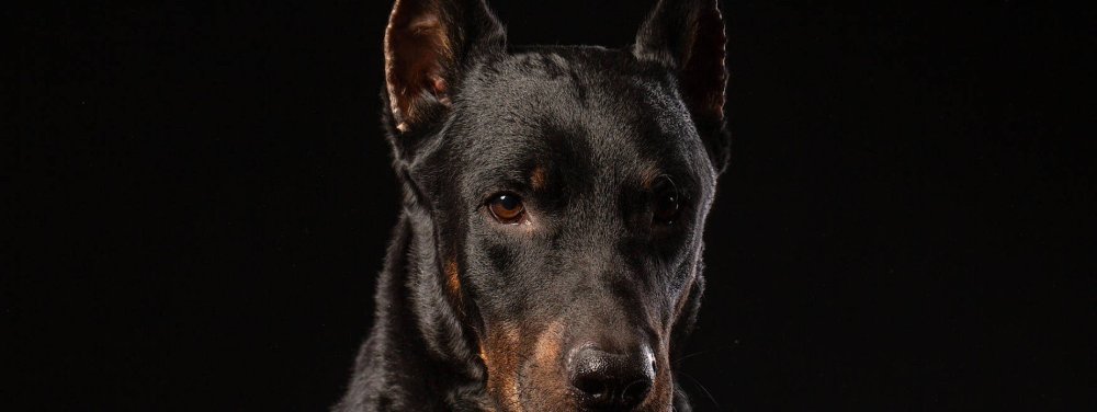 Доберман злой