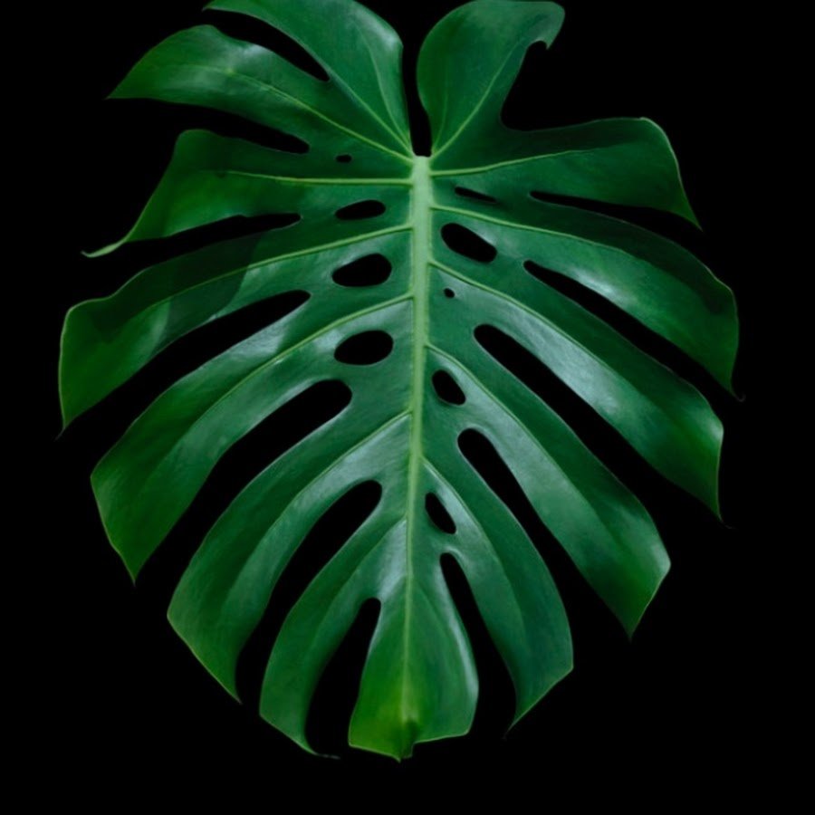 Лист монстеры