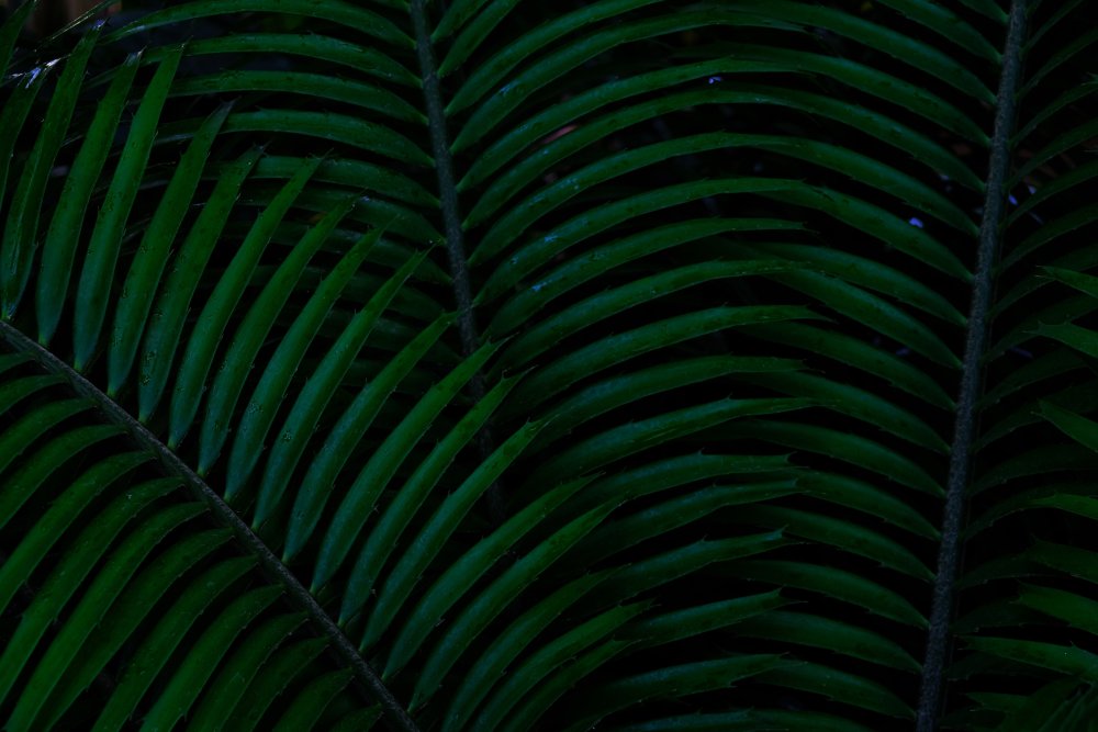 Пальмовые листья