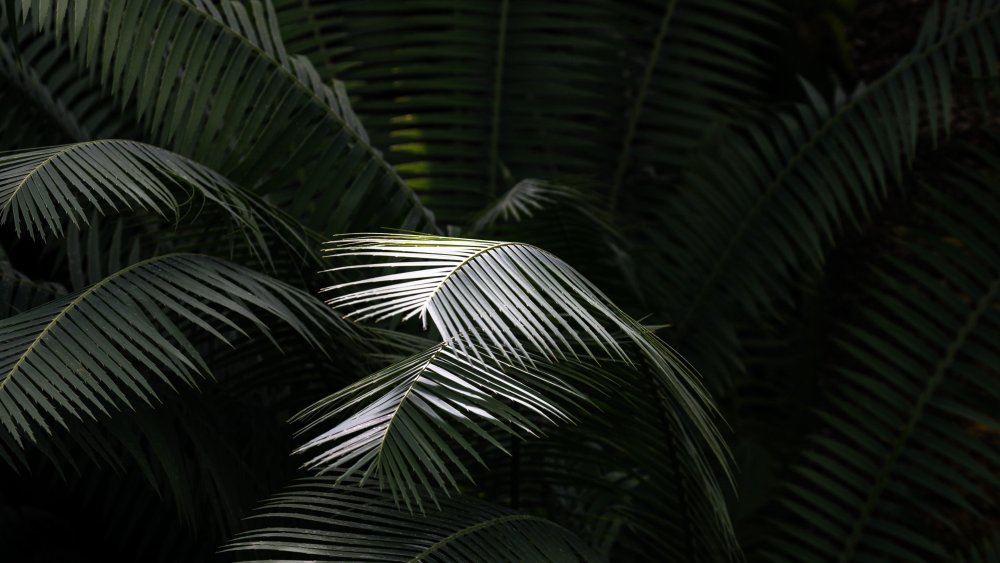 Темный фон с пальмовыми листьями