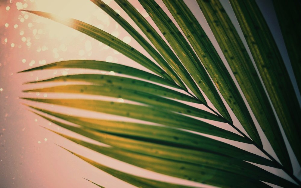 Пальма макро