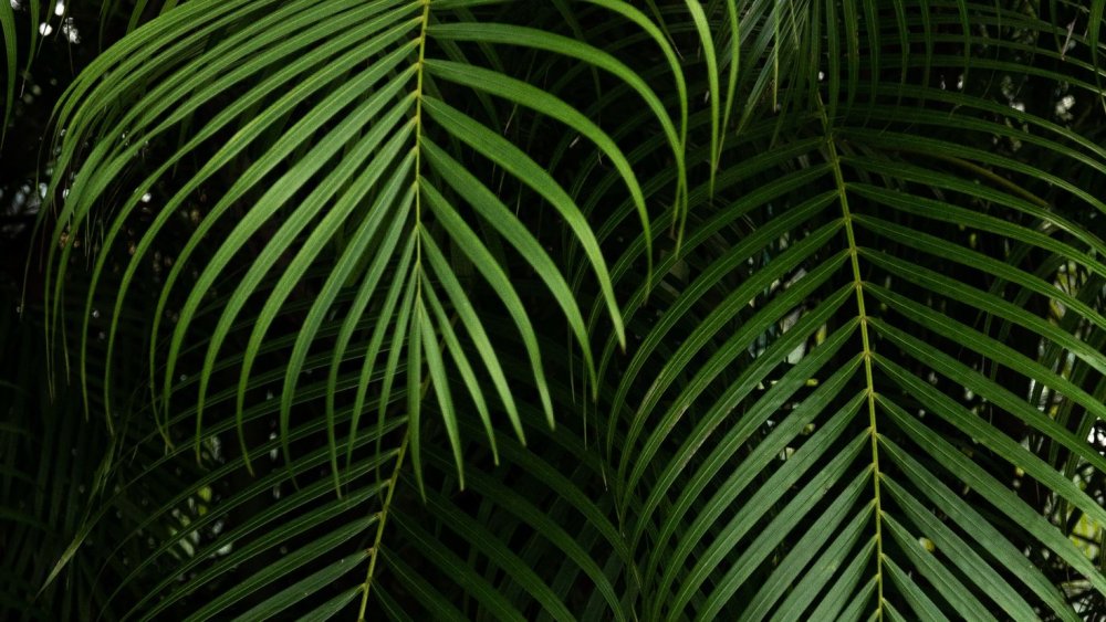 Тропические листья