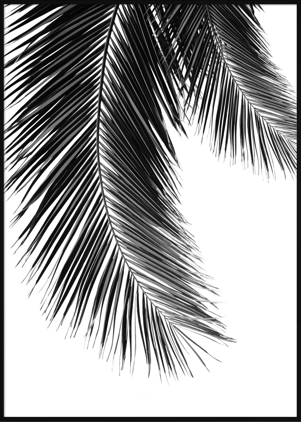 Белая Пальма