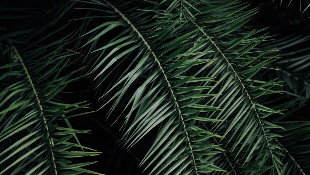 Обои с пальмовыми листьями