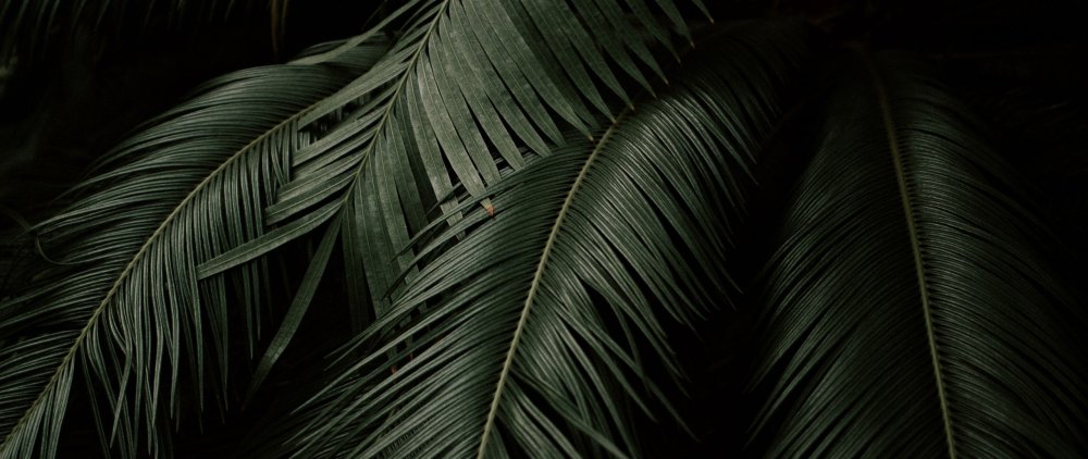 Ветвь пальмы на темном фоне