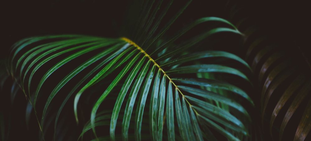 Тропические листья неон