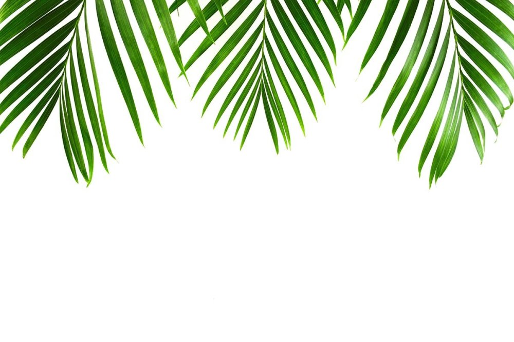 Пальмовые листья фон