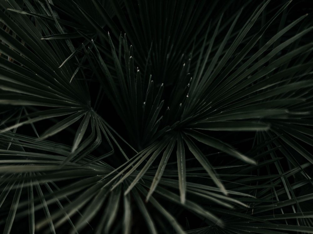 Тропические листья темные