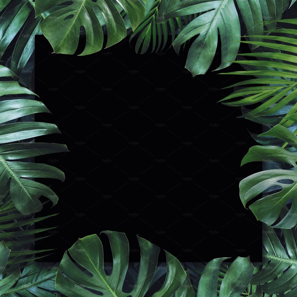 Монстера на черном фоне