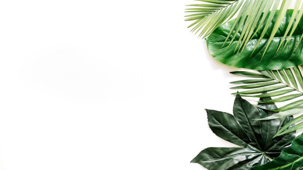 Тропические листья на белом фоне