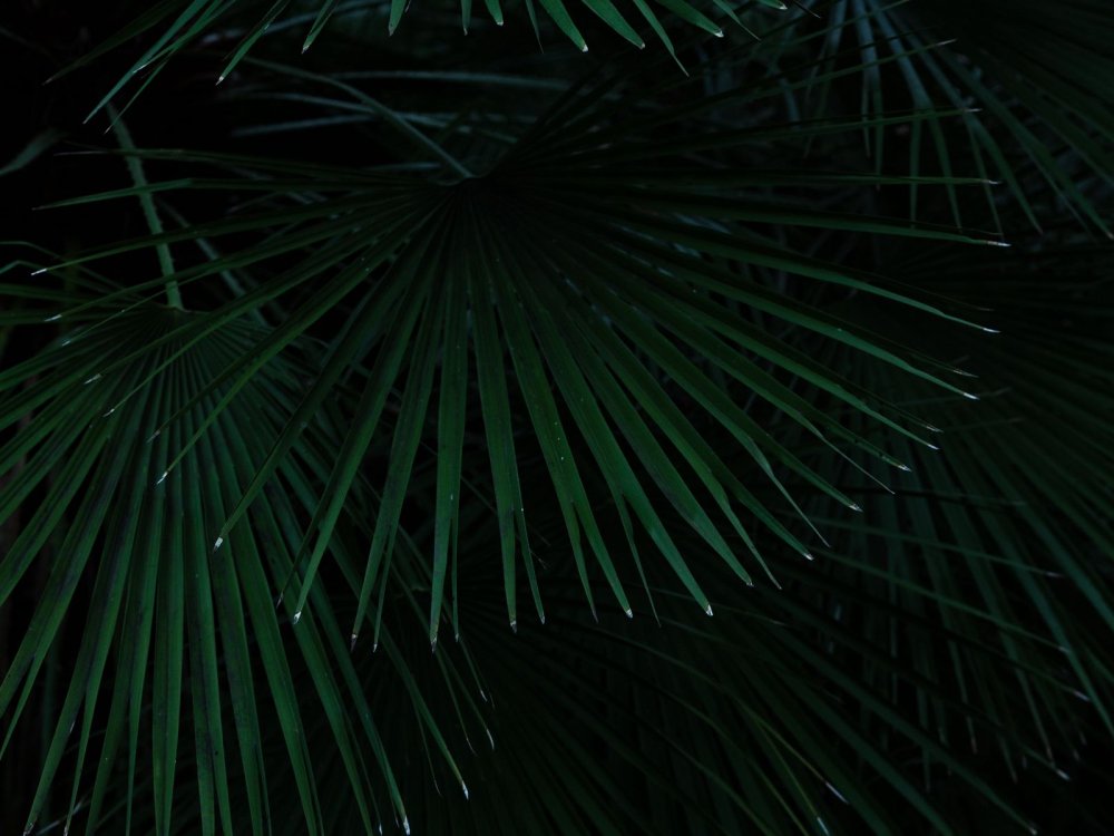 Тропические листья на черном фоне