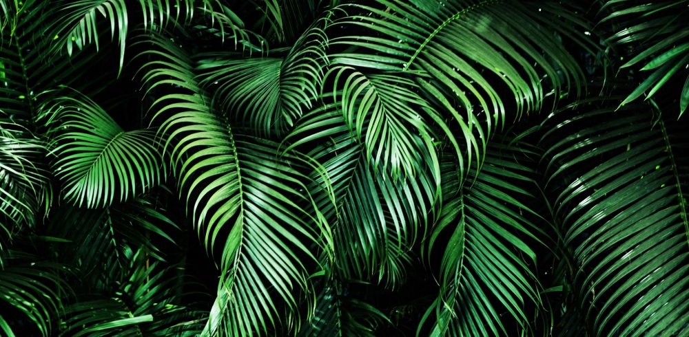 Тропические листья темные