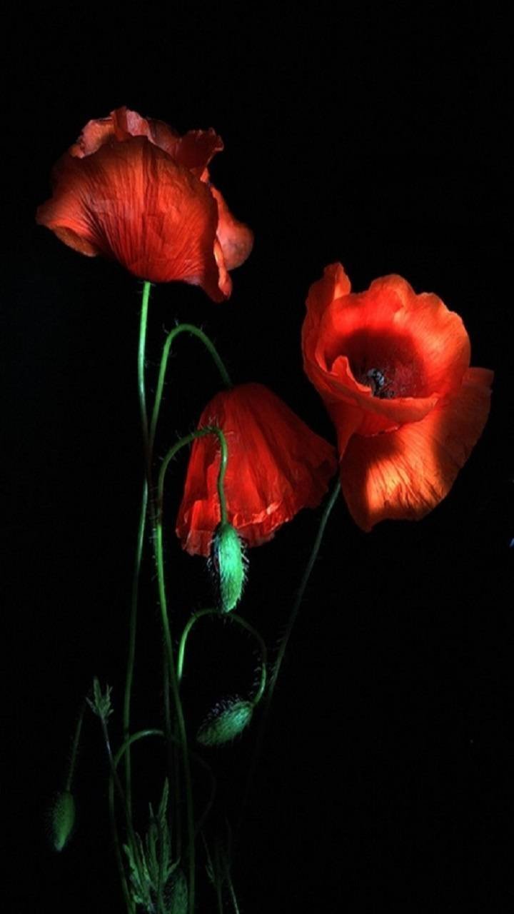 Фон для рабочего стола маки