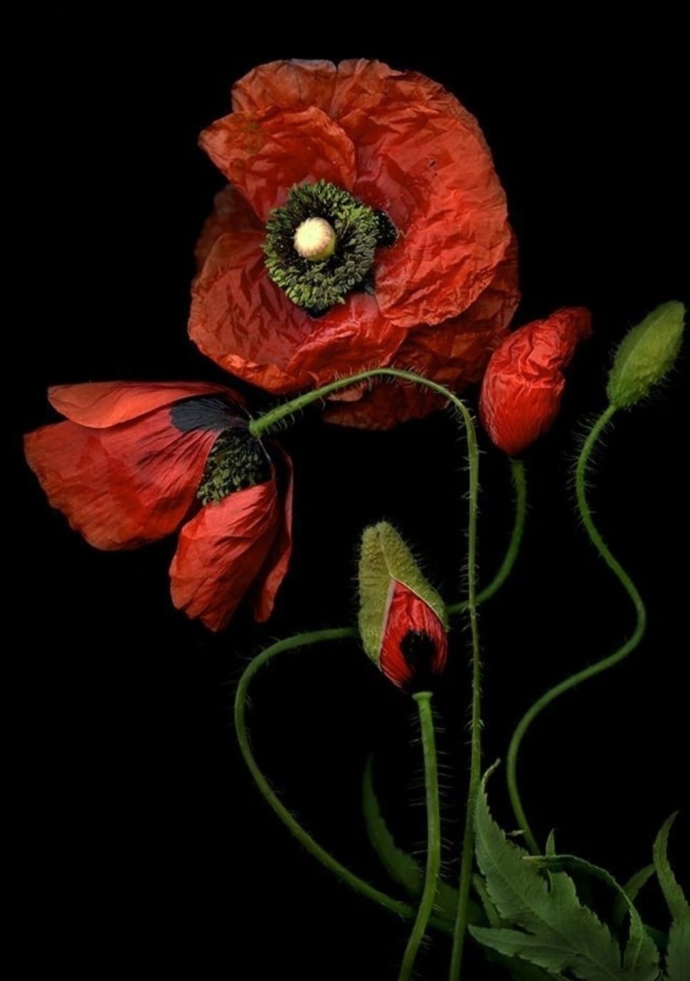 Красные маки на черном фоне