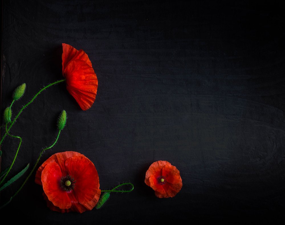 Картины с маками на черном фоне
