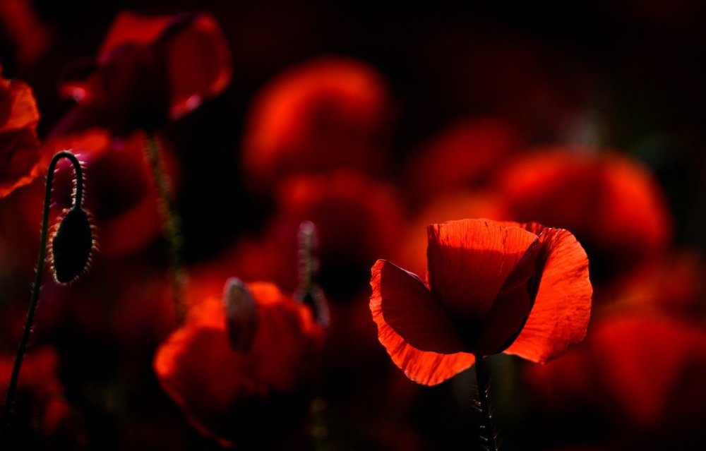 Мак на черном фоне