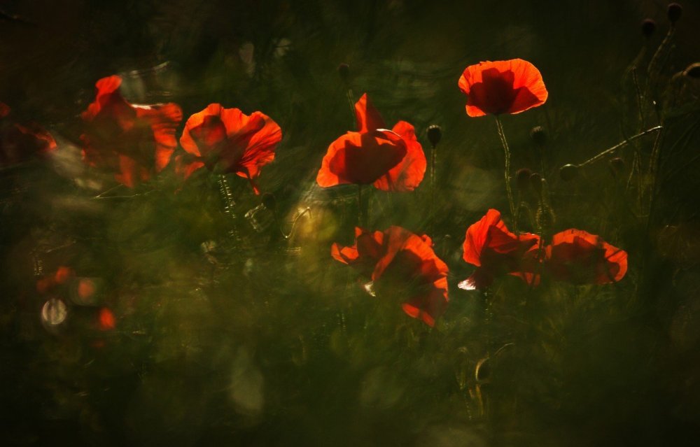 Картина маки на черном фоне