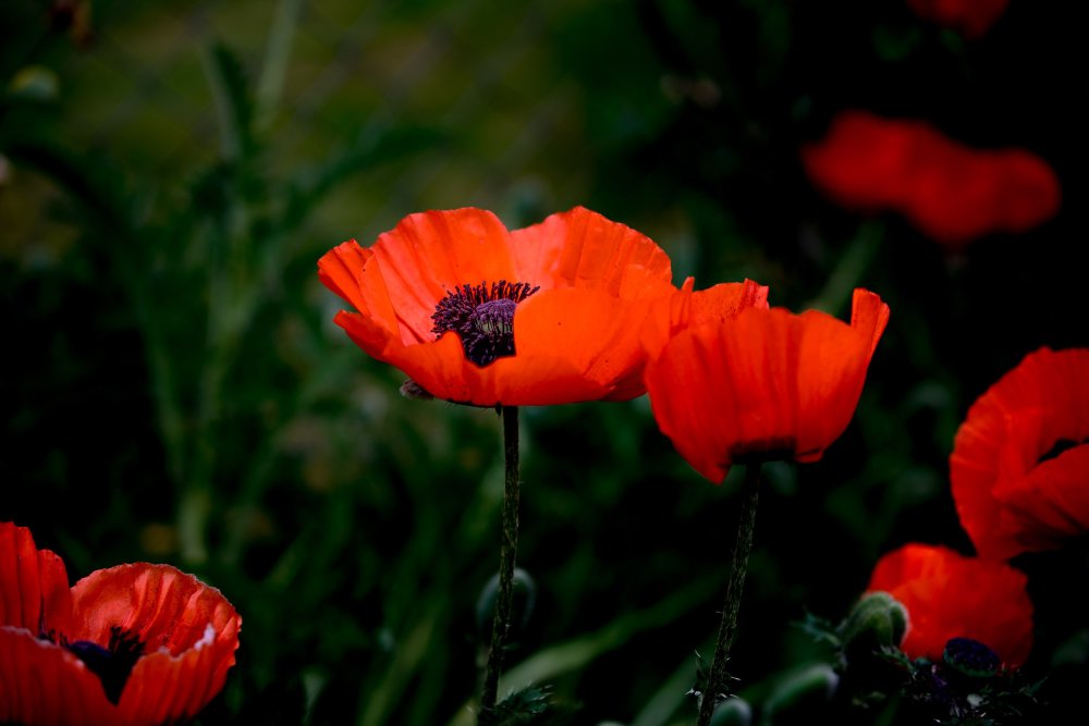 Обои на рабочий стол маки