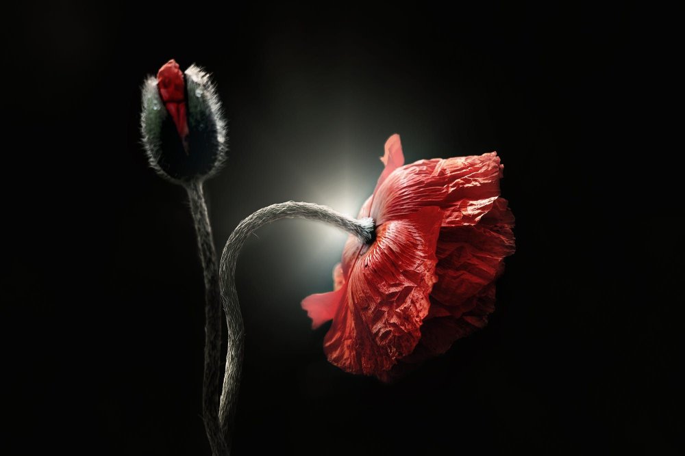 Цветы на черном фоне