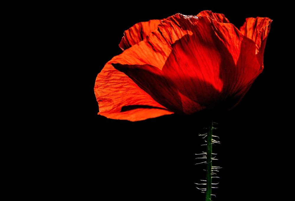 Магда индиго