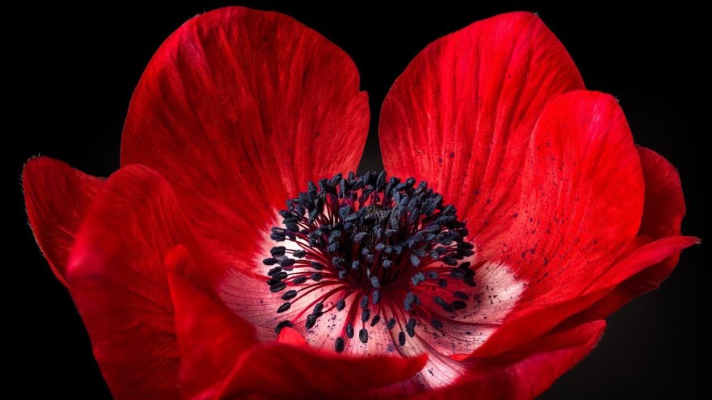 Маки на черном фоне картинки