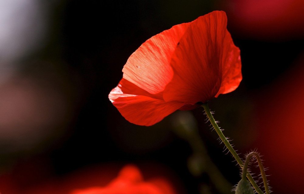 Красные маки на черном