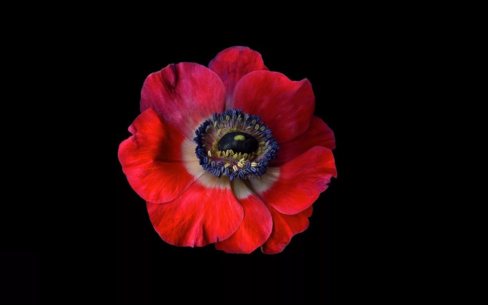 Красный цветок