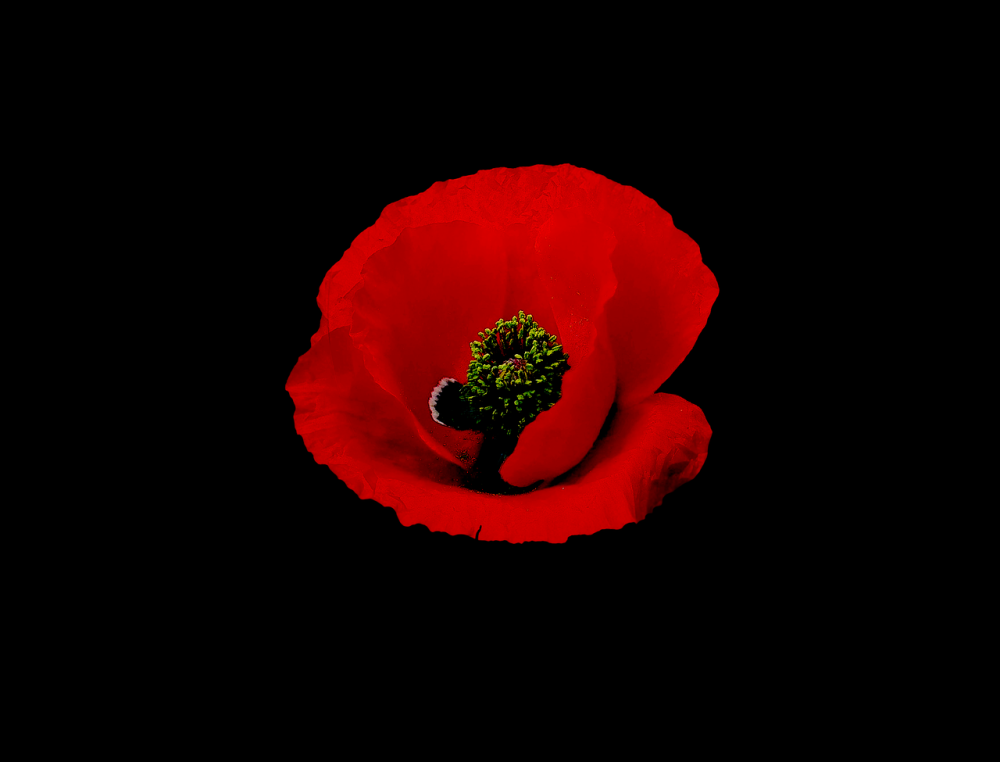 Маки на черном фоне картинки
