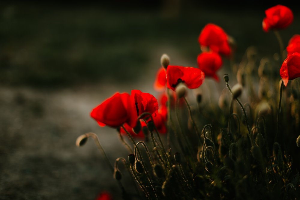 Мак на черном фоне