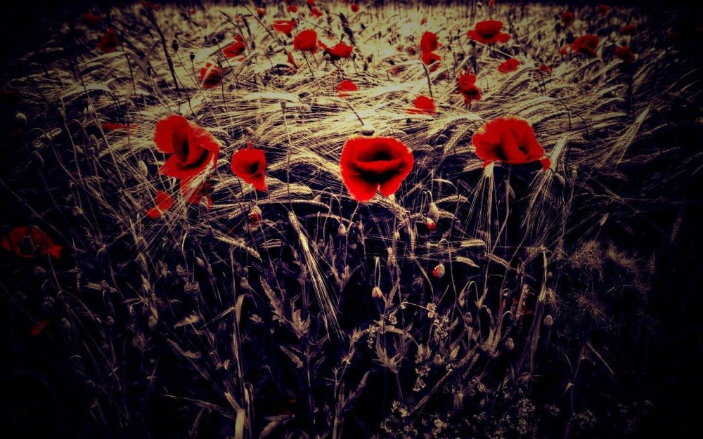 Маки на черном фоне