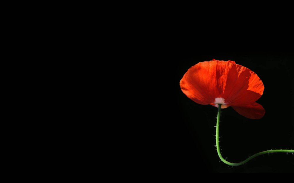 Цветы на черном фоне