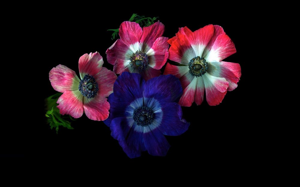 Красные цветы фон