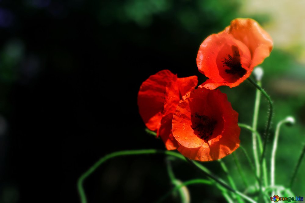 Мак красный морщинистый