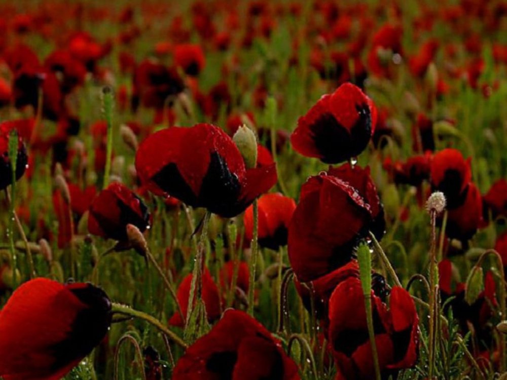 Поле цветов ночью