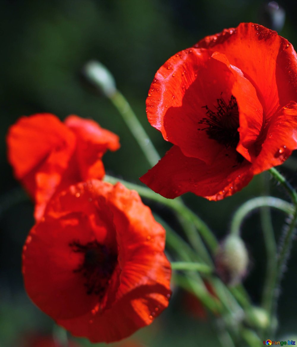 Маки Эстетика