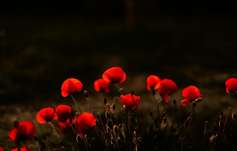 Живопись на черном фоне