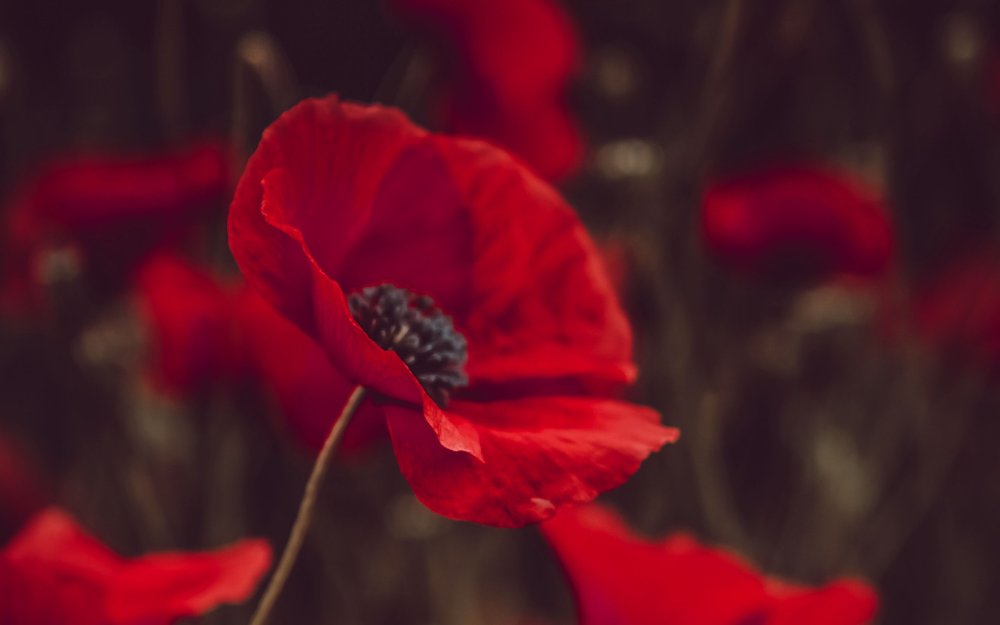 Кристин Эллджер (Christine Ellger)